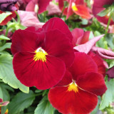 Super Bingo Series Red Pansy Seeds - Biennial Pansy, Vibrant Cold-Tolerant Blooms