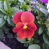Super Bingo Series Red Pansy Seeds - Biennial Pansy, Vibrant Cold-Tolerant Blooms