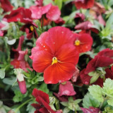 Super Bingo Series Red Pansy Seeds - Biennial Pansy, Vibrant Cold-Tolerant Blooms