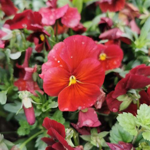 Super Bingo Series Red Pansy Seeds - Biennial Pansy, Vibrant Cold-Tolerant Blooms