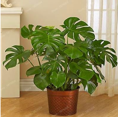 Perennial Philodendron Plant Seeds Indoor Air Purification for Home and Garden (Color: 3)