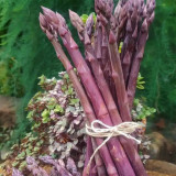 Purple Asparagus Seeds - Premium Raw Edible Spears, Vibrant Color-Changing, Drought Resistant