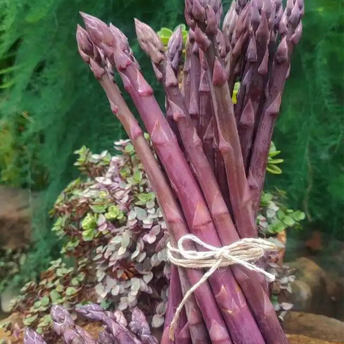 Purple Asparagus Seeds - Premium Raw Edible Spears, Vibrant Color-Changing, Drought Resistant