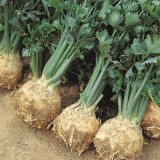 Celeriac 'Giant Prague' Seeds - Cold-Hardy Biennial, Nutritious Root Vegetable, Edible Taproot & Leaves