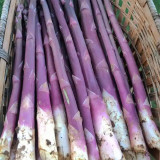 Purple Asparagus Seeds - Premium Raw Edible Spears, Vibrant Color-Changing, Drought Resistant