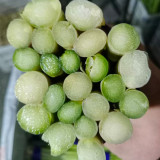 Green Asparagus Seeds - Nutrient Rich, High Fiber, Crisp Tender Shoots, Perennial Cold & Heat Resistant for Home Gardens