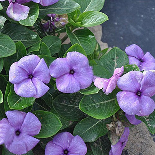 Madagascar Periwinkle Seeds - Bluish-Purple Flowers, Long Blooming, Heat-Tolerant