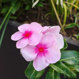 Madagascar Periwinkle Seeds - Long Blooming Pink Flowers with Red Center, Medicinal & Ornamental Plant
