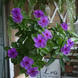 Madagascar Periwinkle Seeds - Bluish-Purple Flowers, Long Blooming, Heat-Tolerant
