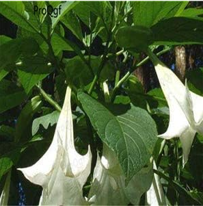 Dature Stramonium Flower - (Color: 2)