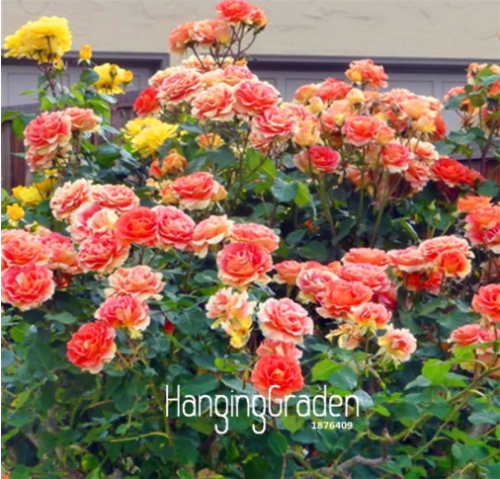 Colorful Rosa Rose Chinensis Flower Seeds