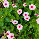 Madagascar Periwinkle Seeds - Long Blooming Pink Flowers with Red Center, Medicinal & Ornamental Plant