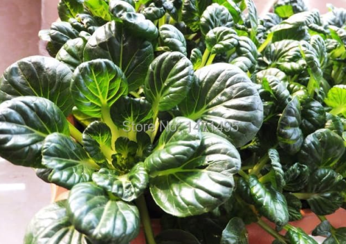 Wuta-tsai Seed Brassica Campestris Green Healthy Vegetables