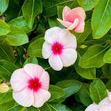 Madagascar Periwinkle Seeds - Long Blooming Pink Flowers with Red Center, Medicinal & Ornamental Plant