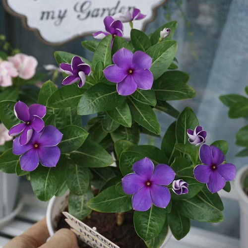 Madagascar Periwinkle Seeds - Bluish-Purple Flowers, Long Blooming, Heat-Tolerant