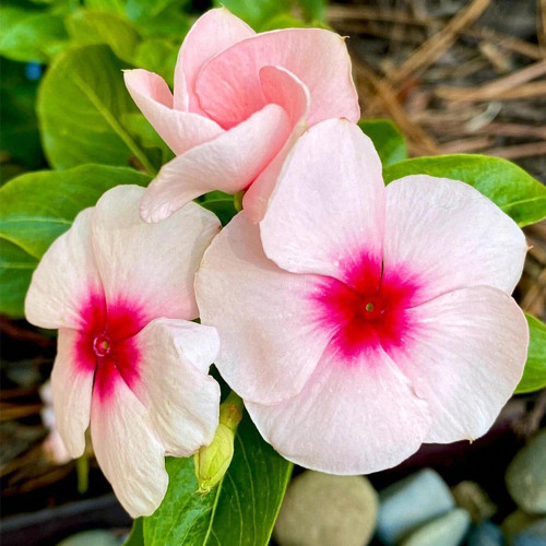 Madagascar Periwinkle Seeds - Long Blooming Pink Flowers with Red Center, Medicinal & Ornamental Plant