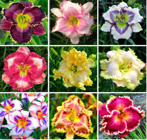 Hybrid Daylily Flowers Seed Hemerocallis Lily Outdoor & Indoor