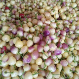 Pearl Ornamental Pepper Seeds - Colorful Mini Chili Plant for Containers & Gardens