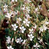 White Gaura Seeds - Perennial with Pink Calyx & White Petals, Cold-Hardy Flowering Plant for Borders & Containers
