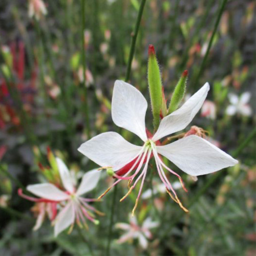 White Gaura Seeds - Perennial with Pink Calyx & White Petals, Cold-Hardy Flowering Plant for Borders & Containers