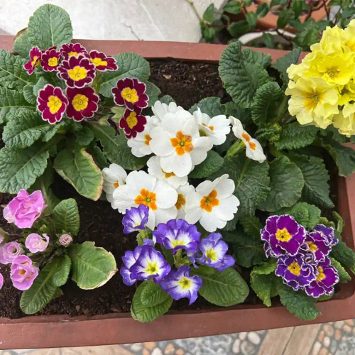 English Primrose Seeds, Primula Vulgaris, Cold-Hardy Spring Blooms with Medicinal Uses