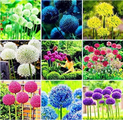 Rare Giant Allium giganteum Ornamental Onion Seeds Mixed
