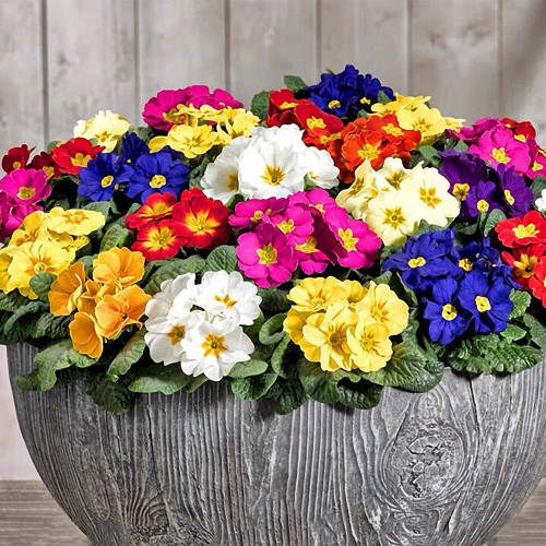 English Primrose Seeds, Primula Vulgaris, Cold-Hardy Spring Blooms with Medicinal Uses