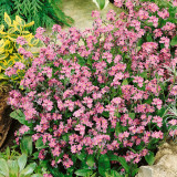 Pink Alpine Forget-Me-Not Seeds - Hardy Perennial Wildflower for Dry Cool Climates