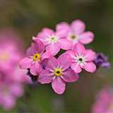 Pink Alpine Forget-Me-Not Seeds - Hardy Perennial Wildflower for Dry Cool Climates
