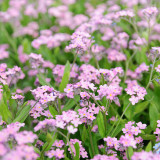 Pink Alpine Forget-Me-Not Seeds - Hardy Perennial Wildflower for Dry Cool Climates