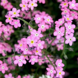 Pink Alpine Forget-Me-Not Seeds - Hardy Perennial Wildflower for Dry Cool Climates
