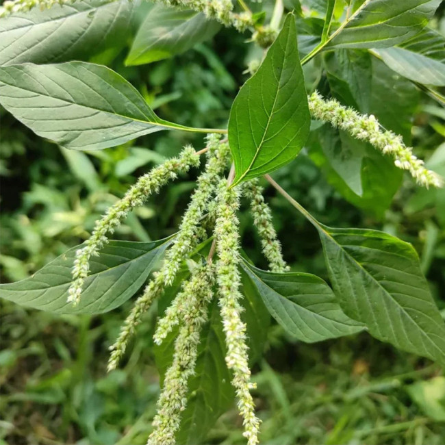 Spiny Amaranth Seeds - Nutrient-Rich Edible Greens with Medicinal Uses