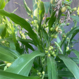 Job's Tears Seeds - Medicinal Herb, Buddhist Prayer Beads & Livestock Feed Plant Seeds
