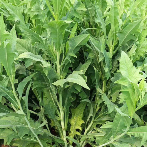 Ixeris Chinensis Seeds - High-Yield Perennial Nutritious Forage for Livestock & Poultry