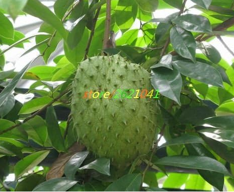 Soursop Graviola Seeds Guanabana Annona muricata Tropical Fruit NO-GMO Good for Health