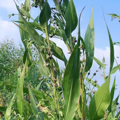 Job's Tears Seeds - Medicinal Herb, Buddhist Prayer Beads & Livestock Feed Plant Seeds