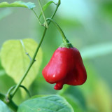 Bat Chili Seeds - Tall Ornamental Pepper, Heat-Tolerant, High Pungency