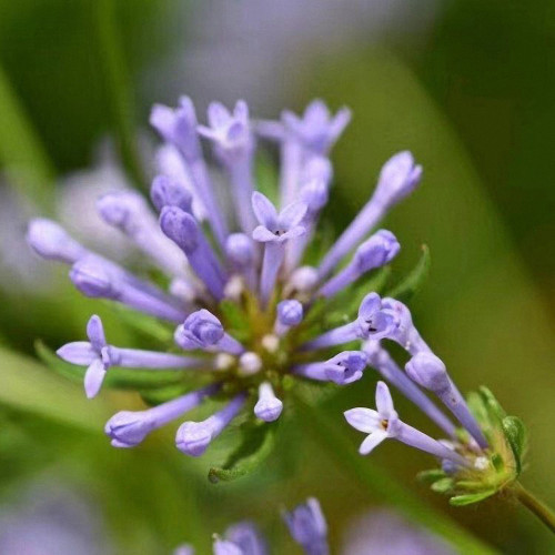 Blue Woodruff Seeds - Fragrant Annual with Unique Blue Flowers & Whorled Leaves