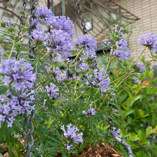 Blue Woodruff Seeds - Fragrant Annual with Unique Blue Flowers & Whorled Leaves