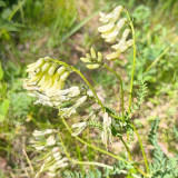 Huang Qi Seeds - Premium Astragalus Membranaceus for Immune Support & TCM Gardens