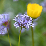 Blue Woodruff Seeds - Fragrant Annual with Unique Blue Flowers & Whorled Leaves