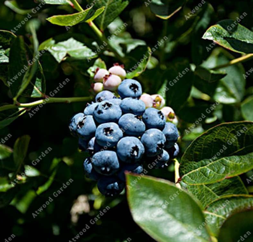 Blueberry Seeds Grow Your Own ASttractive Impressive Home Garden