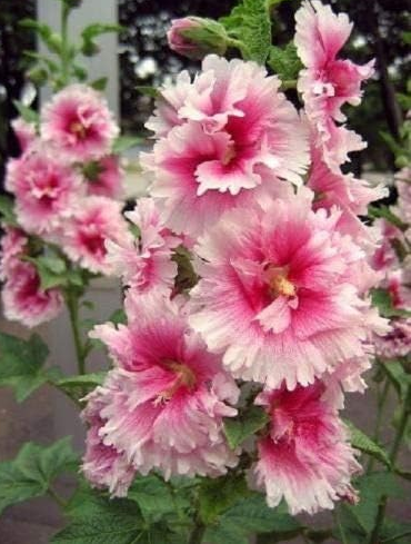 White Pink Mallow Seeds Perennial Giant Garden Flower Plant Tall Flowering