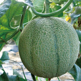 Maiour Melon Hybird F1 Seeds - High Sugar 15-17 Brix, Thick Red-Orange Flesh, Compact Plant, Easy to Grow