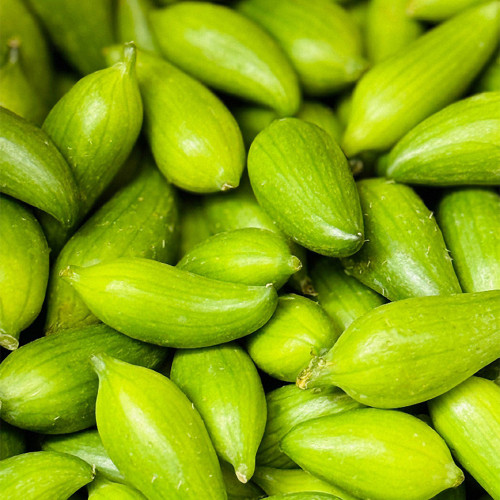 Slipper Gourd Seeds - Sweet Edible Gourds for Trellis & Container