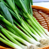 Leek Seeds - Premium Allium porrum, Cold & Heat Resistant, High-Yield Variety