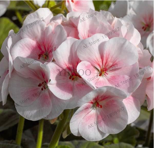 Geranium Seeds for Garden Flower Potted Planters Color-F