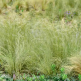 Cloud Grass Seeds - Unique Loose Panicles for High-End Floral Arrangements