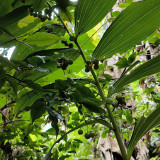 Huangjing Seeds (Polygonatum sibiricum) - Medicinal Perennial Herb Seeds for Cultivation