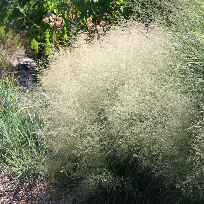 Cloud Grass Seeds - Unique Loose Panicles for High-End Floral Arrangements